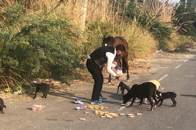 A man feeding stray dogs in Panipat