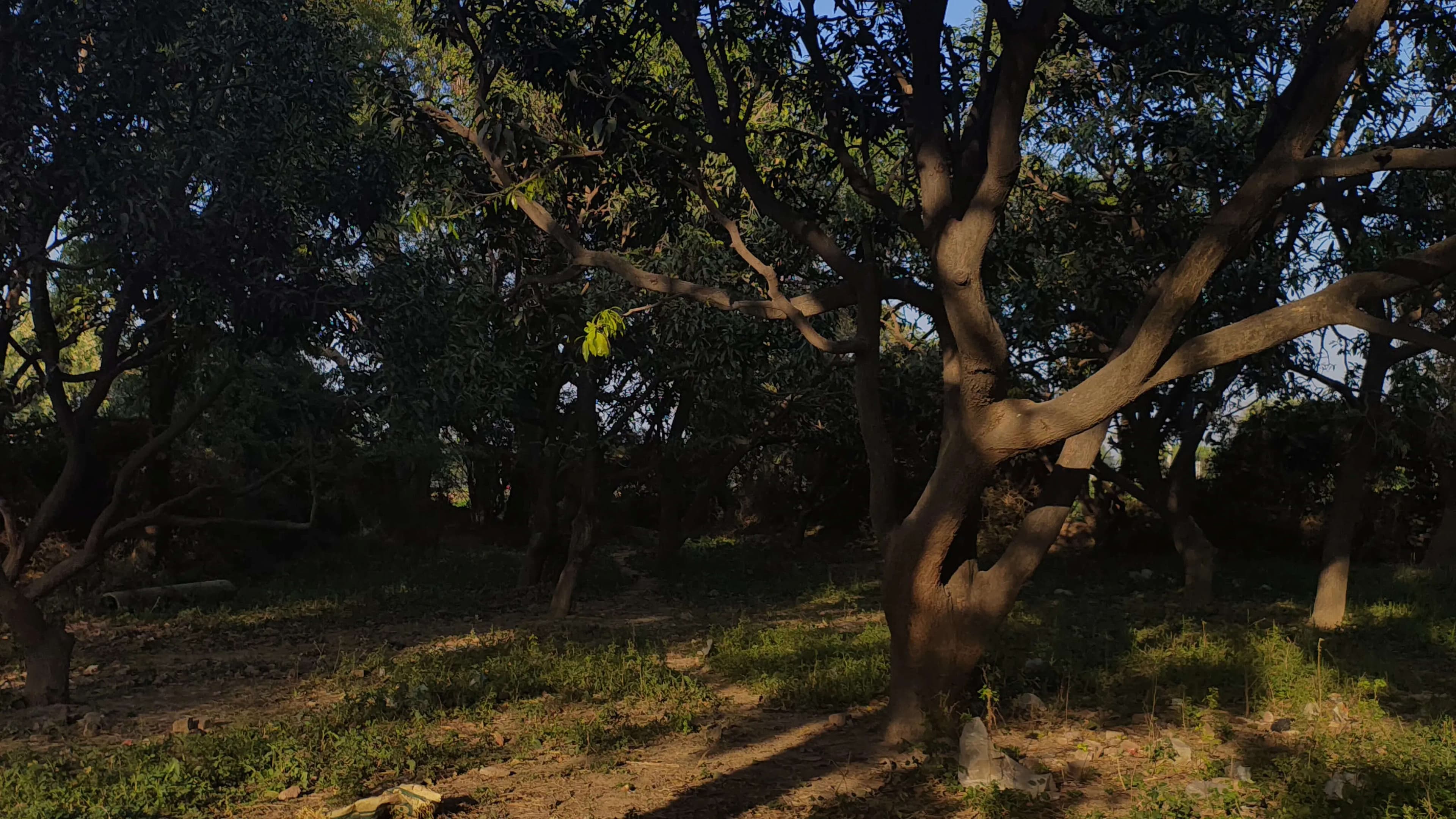 Echoes of the Orchard: The Silent Shift of a Rural Standstill